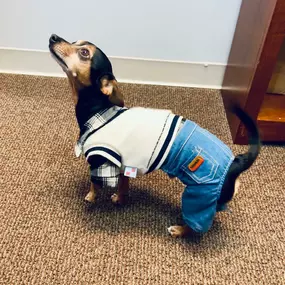 Bo the office dog is dressed to impress at Rachel Johnson's State Farm Stafford office