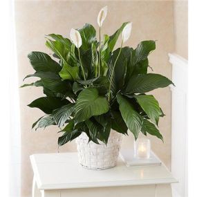 Also known as the peace lily, the serene Spathiphyllum plant is a lasting expression of your deepest sympathy.