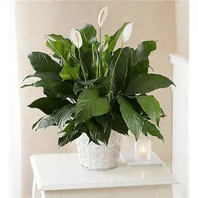 Also known as the peace lily, the serene Spathiphyllum plant is a lasting expression of your deepest sympathy.