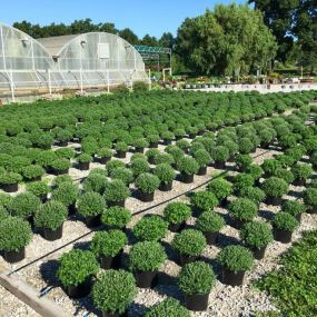 Landscaping shrubs growing at Willow Greenhouse