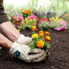 Gardener with gloves on planting marigolds