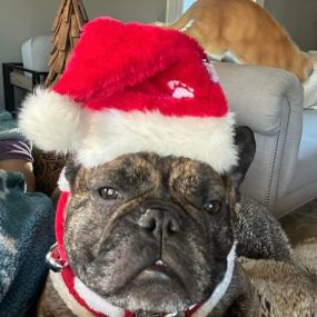 Hugo says it’s fine for Christmas cheer! Anyone else getting their Christmas tree today? ????????????????