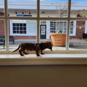 ???? How much is that doggy in the window? ???????? Indy is looking for new customers! Come by, say hi, get a quote and SAVE!