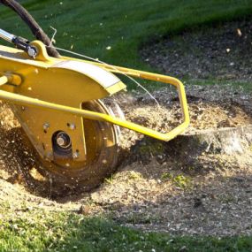 You can turn to us to get the effective stump grinding services you need to improve your property.