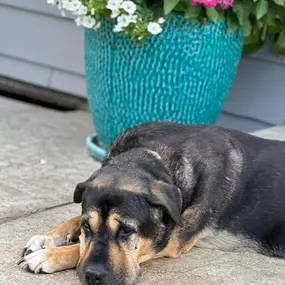 This is our eldest four-legged baby Roxie! She is 14 and is the sweetest girl.