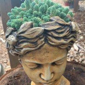 Bild von DR Cactus Succulents