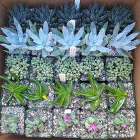 Bild von DR Cactus Succulents