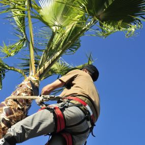 Tree Care Specialists