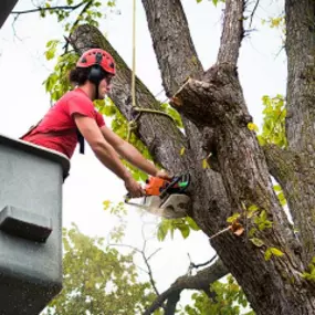 tree trimming expert cutting branches from a large tree