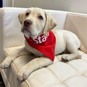 John Lang - State Farm Insurance Agent - Dog