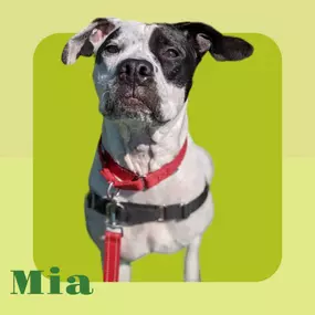 Don't forget Mia is coming on Thursday from 12-2pm with our friends from the Manchester Animal Shelter! Come meet our February Pup of the Month at the Jason Hodgdon State Farm Pup of the Month Meet and Greet!

Mia is available for adoption and would love for some friends to stop by and play! We have some treats ready for her from Gunther's Goodies we know she will love.

Is Mia the pup you've been waiting for?! She is ready to find her new family and enjoy the comforts of home.