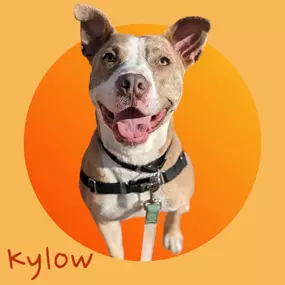 UPDATE ON OUR JASON HODGDON PUP OF THE MONTH MEET AND GREET!

Unfortunately, Mia will not be joining us. But not to worry! Meet our new FEBRUARY PUP OF THE MONTH - KYLOW!

https://www.petfinder.com/.../friends-of-the-manchester.../

Kylow is a 1 year old Staffy Mix who is good with other dogs, cats, and children! He is friendly, playful, affectionate, smart, and loves kisses!

Please join us tomorrow 12-2pm to say hello and play! Is Kylow going to be the newest member of your family?! Please sha