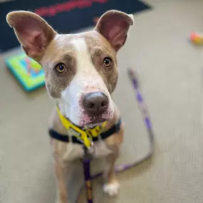 Mr. Kylow is HERE! He is very happy to be visiting us today until 2pm and is anxiously waiting for his first visitor to come play! Stop by - we are having a ball - literally! We have treats from Gunther's Goodies , toys, puzzles, and all the loves! He is available for adoption. Great with dogs, cats, and kids! 
Reach out to us for a quote and mention this post. For each quote we will donate $10 to our friends at Manchester Animal Shelter