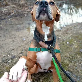 Meet Zoey - our March Pup of the Month! 
If you're looking to skip the puppy stage and enjoy the golden years with the goodest girl, Zoey is the perfect pup! At 7 years young, Zoey is a dream on a leash, she's great with cats and kids, but prefers to be the only doggo. She is gentle and dainty, affectionate, and of course as a beagle mix, she is curious and loves all the sights and smells! 
Are you ready to meet Zoey? She will be at our office Thursday March 21st from 12-2pm for our monthly Jaso