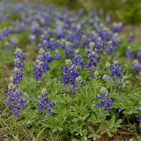 Bluebonnets are appearing! We saw these at our post office on Whitestone. Please share your favorite spot to see bluebonnets!