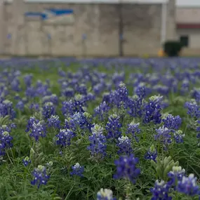 Bluebonnets are appearing! We saw these at our post office on Whitestone. Please share your favorite spot to see bluebonnets!