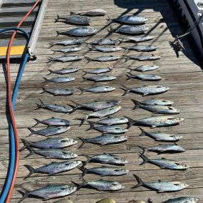 Bild von Silver Tuna Sport Fishing