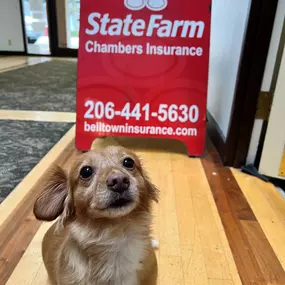 Meet Lord Nutterbutter! One of the adorable fur babies you can see hanging around our offices. Stop by one of our locations, and you may get to meet our fur babies in person! They love being spoiled with attention!