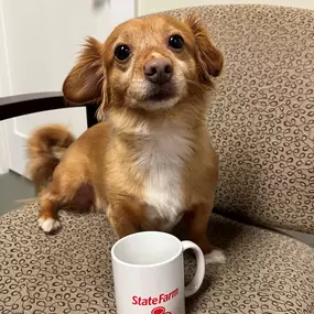 Meet Lord Nutterbutter! One of the adorable fur babies you can see hanging around our offices. Stop by one of our locations, and you may get to meet our fur babies in person! They love being spoiled with attention!