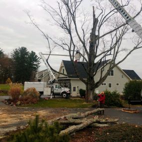 Crane tree removal near me.