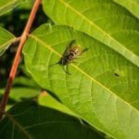 insect on a plant