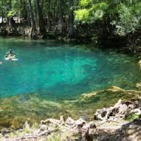 Alachua County is home to some of the best springs in all of Florida.  The water is a perfect 72 degrees all year round.  These springs are home to the Florida Manatees in a winter months.  They are a site to see!