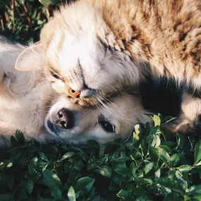 We love National Pet Day at Jonathan Gibbs - State Farm Insurance Agent