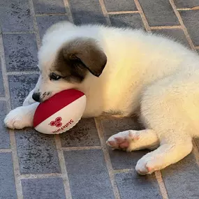 Our new office mascot, Ghost!