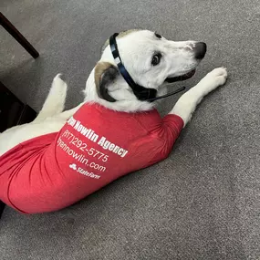 Stop by Bryan Nowlin State Farm and see our expert pet insurance consultant, Ghost, about all your pet insurance needs. He accepts treats as payment! ????