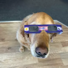 Daisy is ready to see the Total Solar Eclipse!