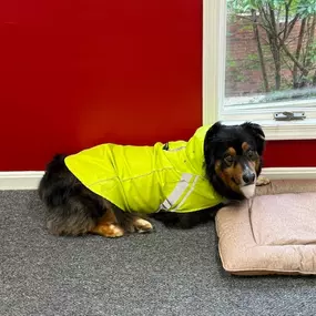 Cai is our team member, Dillon's dog. He is a first responder for claims. Our own paw patrol. Stop by the office Cai loves to meet our clients and meet new people!