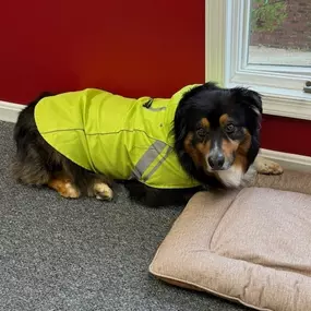 Cai is our team member, Dillon's dog. He is a first responder for claims. Our own paw patrol. Stop by the office Cai loves to meet our clients and meet new people!