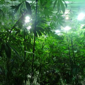 Cannabis Cured Recreational Weed Dispensary Bangor