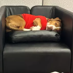 Walter may sleep on the job but we don’t! We are always wide awake and up to the challenge to best protect you and your valuables!