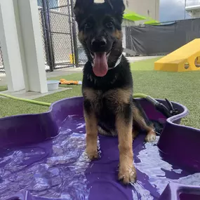 We sure miss her at the office, but Piper is having fun playing at Puppy Preschool!