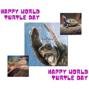 Happy World Turtle Day!
American Tortoise Rescue is an organization that helps in wellbeing and rescue of tortoises and turtles. Learning the differences between the two creatures is the first step in understanding them better. Every year, World Turtle Day is observed on May 23. It was started in the year 2000 by American tortoise Rescue as a way of urging people to come together to understand tortoises and turtles better.
The best way to celebrate the special day is by adopting a turtle or a to