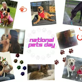 Happy National Pet Day to all our furry friends and their loving owners! Let's celebrate the joy, love, and companionship our pets bring into our lives. Share a photo of your pets below and show them some extra love today!