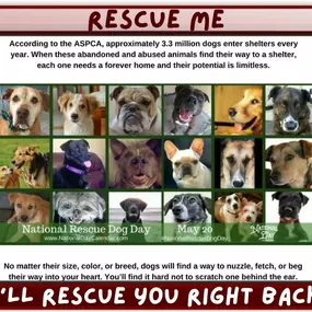 “In a world of temporary things, rescue dogs offer us a chance at something lasting – a bond forged in the fires of second chances.”  
Please go to your closest animal shelter - volunteer, become a foster parent, donate or take home your forever best friend.
Rescue dogs provide a variety of therapeutic benefits, too. Children, teens, and adults with autism may benefit from services provided by trained rescue dogs. As emotional support companions, rescue dogs help to relieve anxiety, depression, 