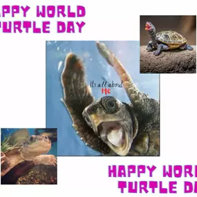 Happy World Turtle Day!
American Tortoise Rescue is an organization that helps in wellbeing and rescue of tortoises and turtles. Learning the differences between the two creatures is the first step in understanding them better. Every year, World Turtle Day is observed on May 23. It was started in the year 2000 by American tortoise Rescue as a way of urging people to come together to understand tortoises and turtles better.
The best way to celebrate the special day is by adopting a turtle or a to