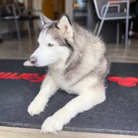 State Farm pup assisting today at the office
