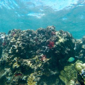 The best place for snorkeling at Ulua Beach is the right-hand side, where Ulua and Mokapu beaches meet. There are lava fingers that stick out of the water which serves as a great reef system for coral and other marine life. The water was only about 10-15 ft or so, and the water temperature was about 80 degrees, so the conditions were perfect for average snorkelers like us.