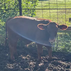 First picture update from this years Calf Scramble student! Ceygan is going into his freshman year in Chireno FFA in Nacogdoches County.

He used his Calf Scramble funds to purchase a Red Brangus Steer and is in the thick of training him despite all the crazy storms they've encountered lately. Already looking forward to showing in March!
— at Will Norfolk - State Farm Insurance Agent.