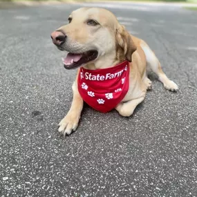 Celebrating 10 amazing years with State Farm! It’s been an incredible journey filled with opportunities, growth, and wonderful connections. I’m proud to be your local Good Neighbor and look forward to many more years of serving this amazing community! Thank you for being a part of my journey!
