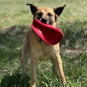 Bild von Tumbleweed Country Kennel