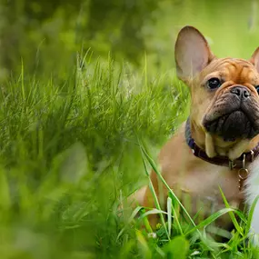 Bild von Tumbleweed Country Kennel