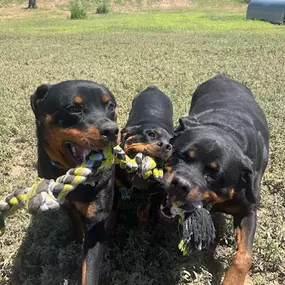 Bild von Tumbleweed Country Kennel