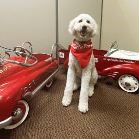 Our office pup