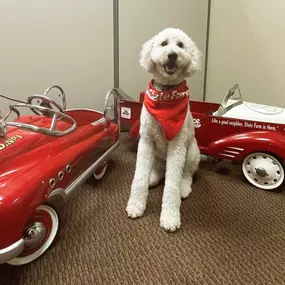 Our office pup