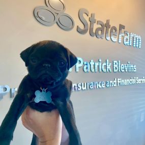 Team pup Lou Ellen stopped by the office today!