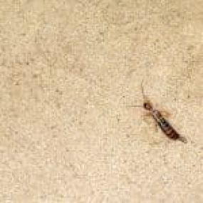 insect  on the floor